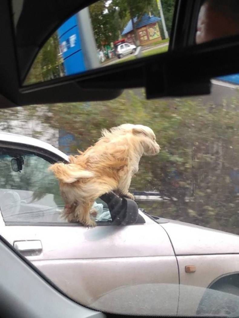 Gewoon een verzameling hilarische foto's #1125