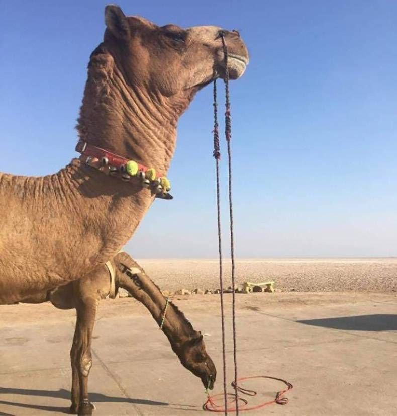 Gewoon een verzameling hilarische foto's #1063