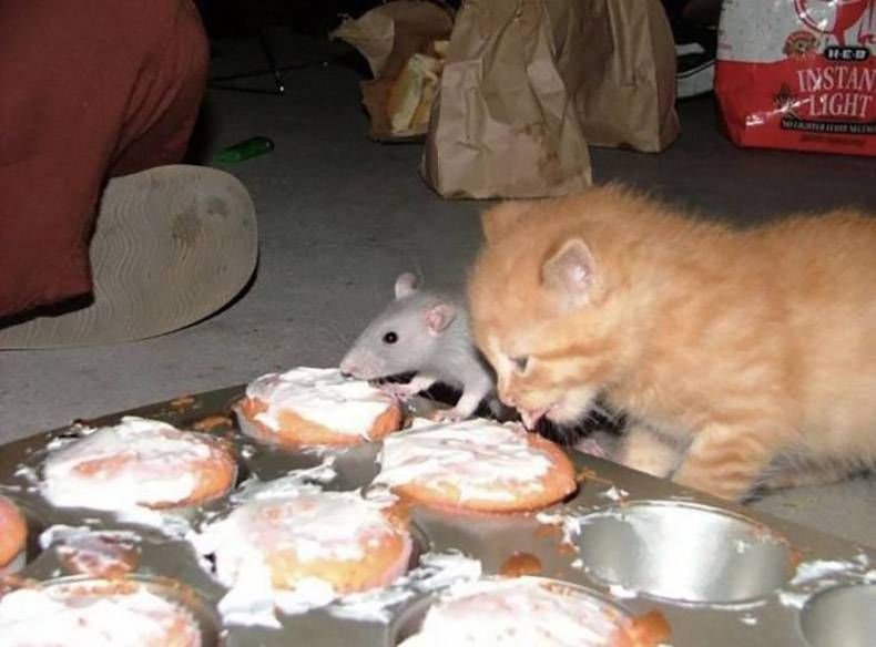 Gewoon een verzameling hilarische foto's #1309