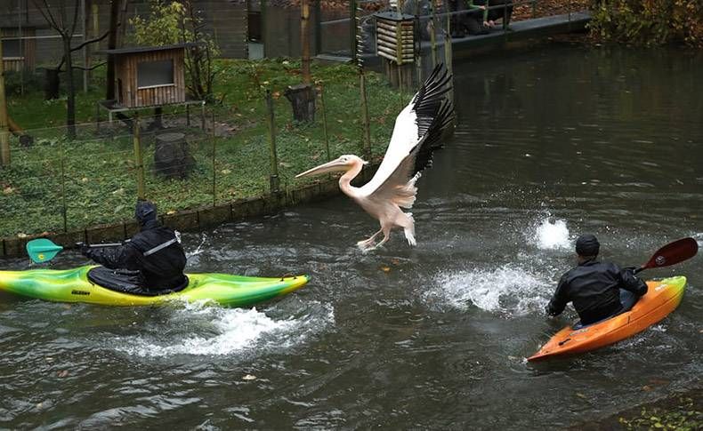 Gewoon een verzameling hilarische foto's #890