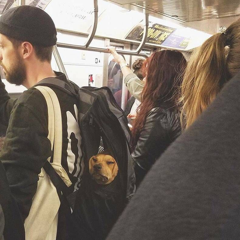 Gewoon een verzameling hilarische foto's #768