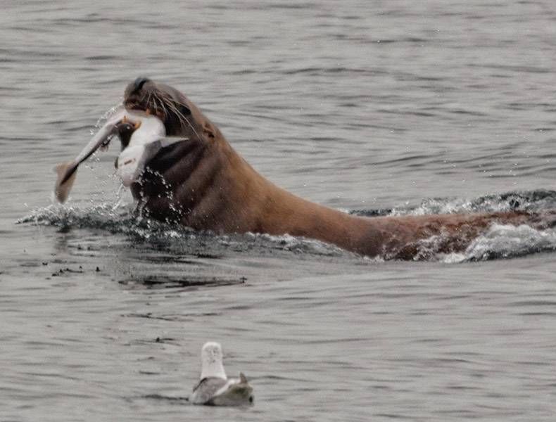 Gewoon een verzameling hilarische foto's #864