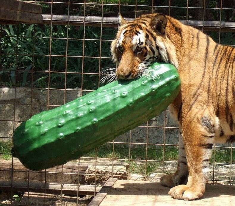 Gewoon een verzameling hilarische foto’s #842
