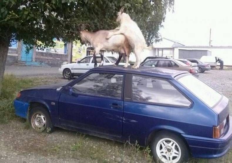 Gewoon een verzameling hilarische foto's #718
