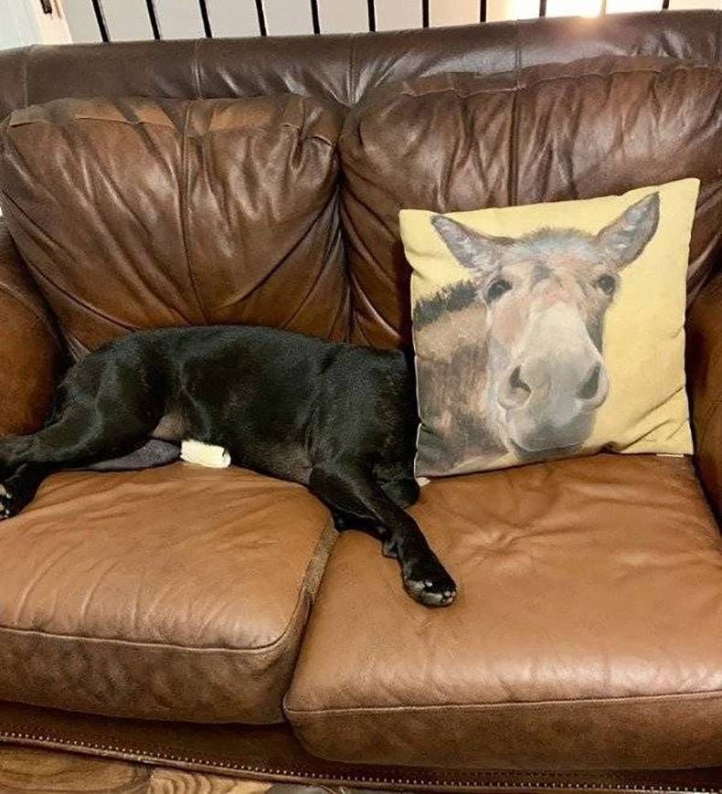 Gewoon een verzameling hilarische foto's #1172