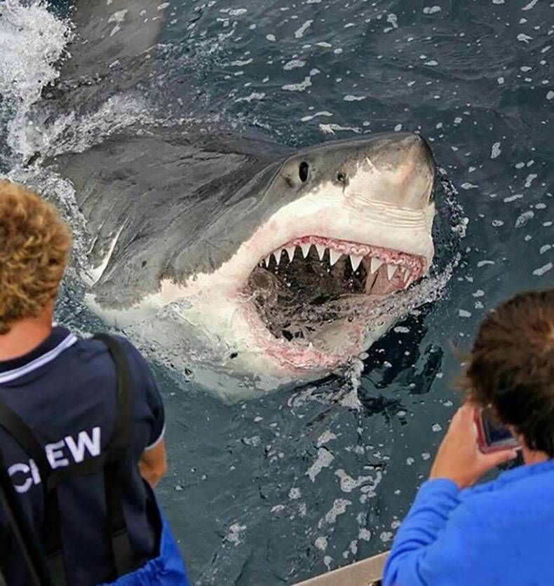 Gewoon een verzameling hilarische foto's #776
