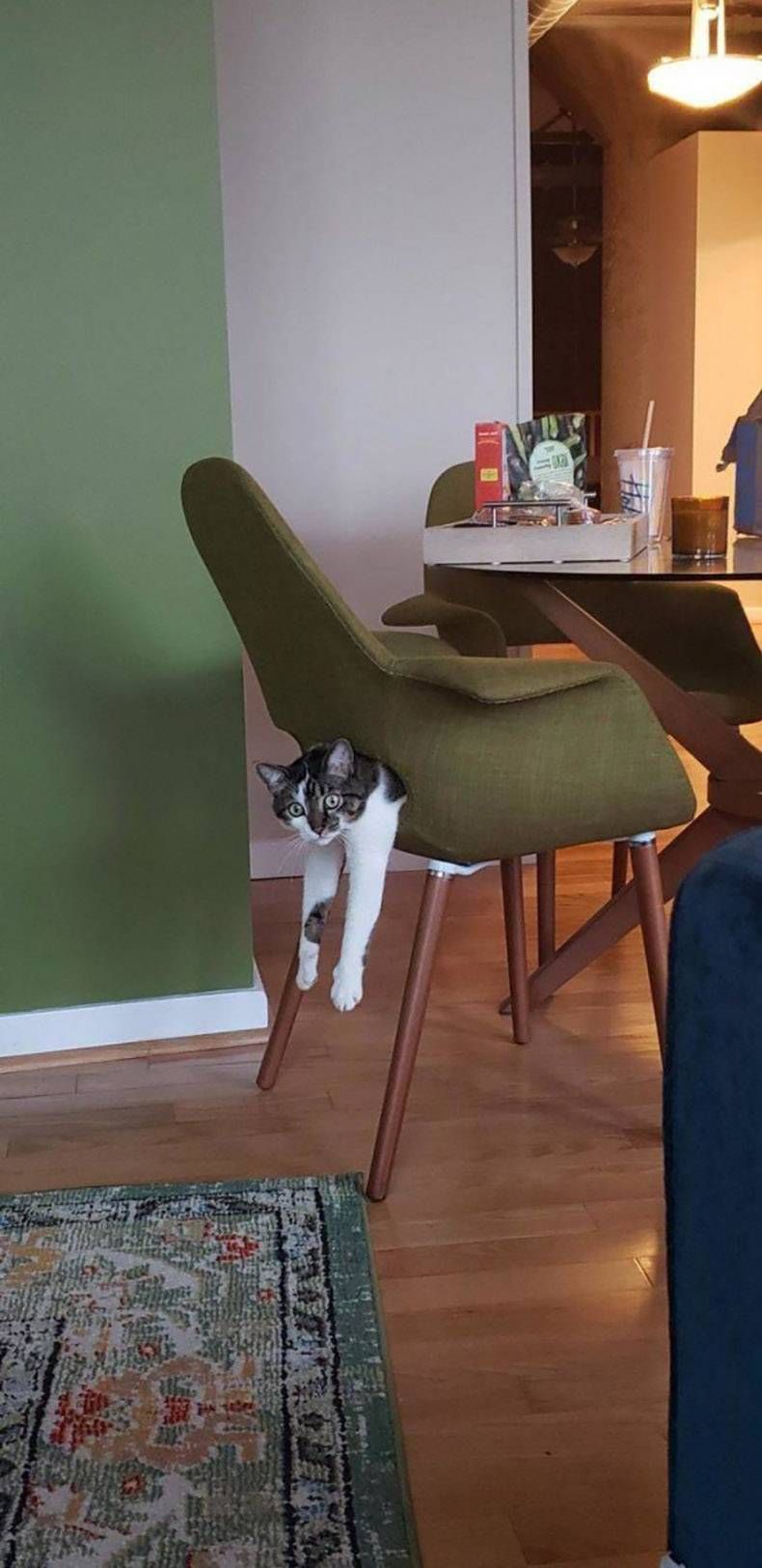 Gewoon een verzameling hilarische foto's #1150