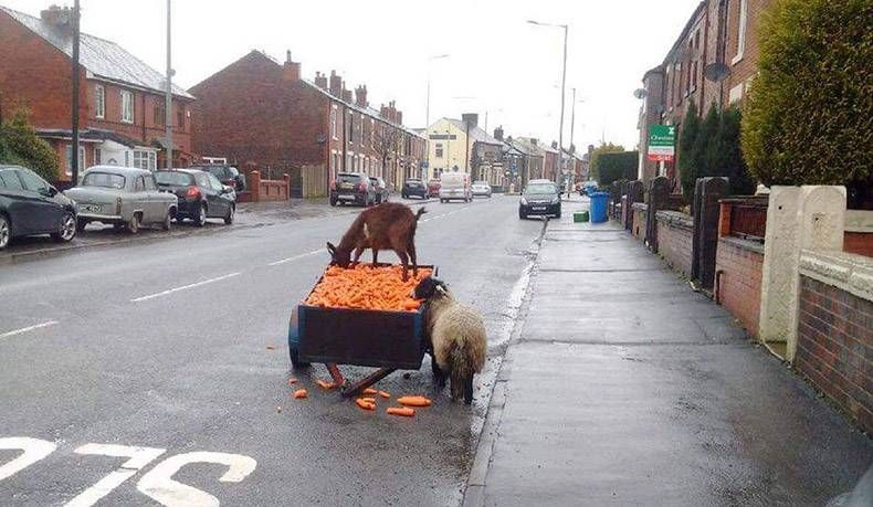 Gewoon een verzameling hilarische foto's #1146