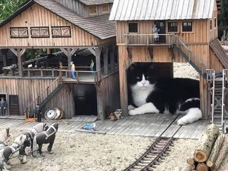 Gewoon een verzameling hilarische foto's #1073