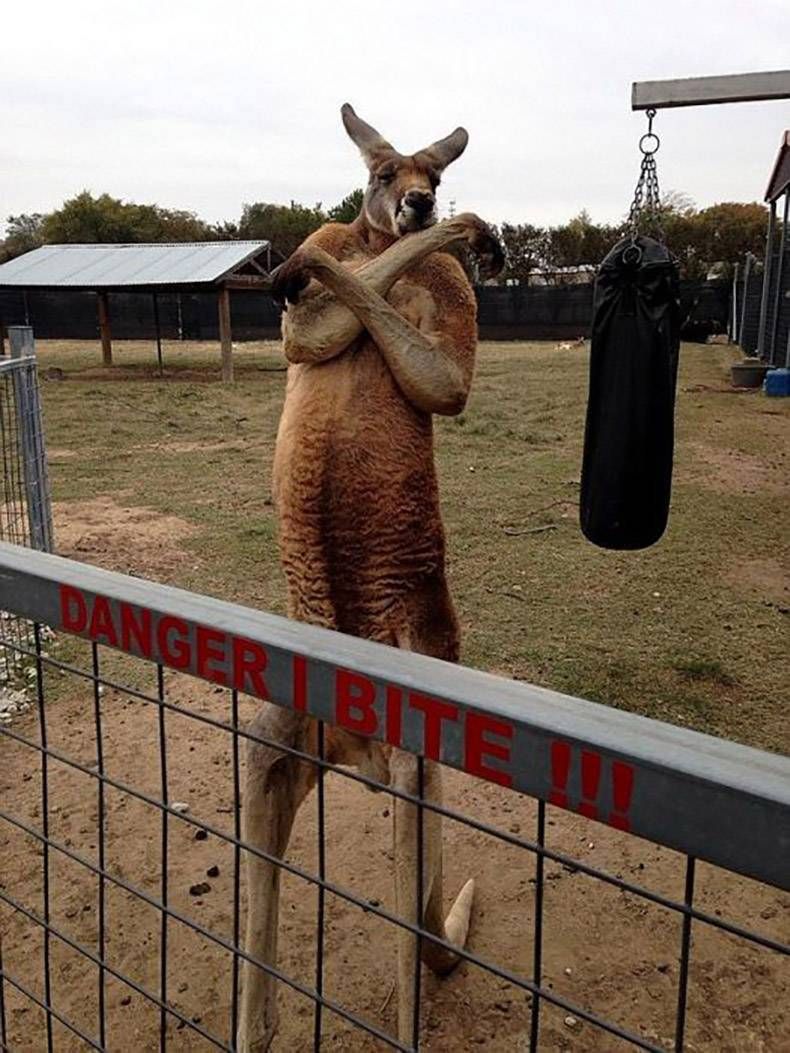 Pix Dump #1000 Special: Gewoon een verzameling foto's van dieren