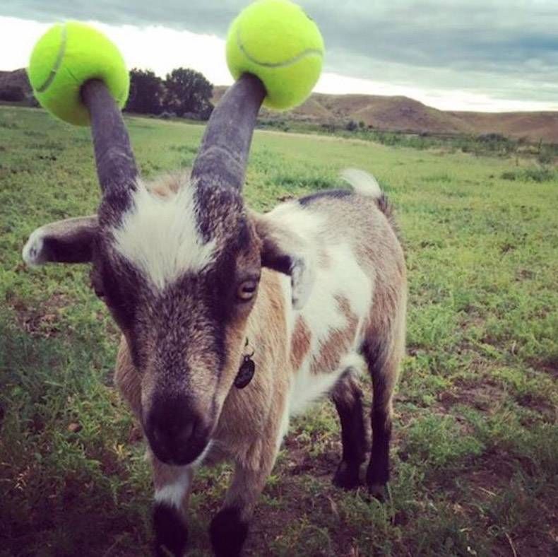 Gewoon een verzameling hilarische foto’s #921