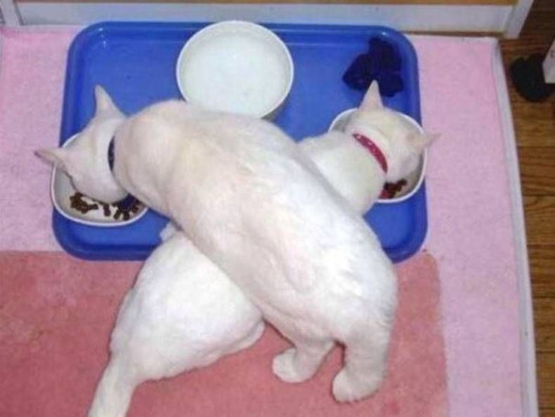 Gewoon een verzameling hilarische foto's #700
