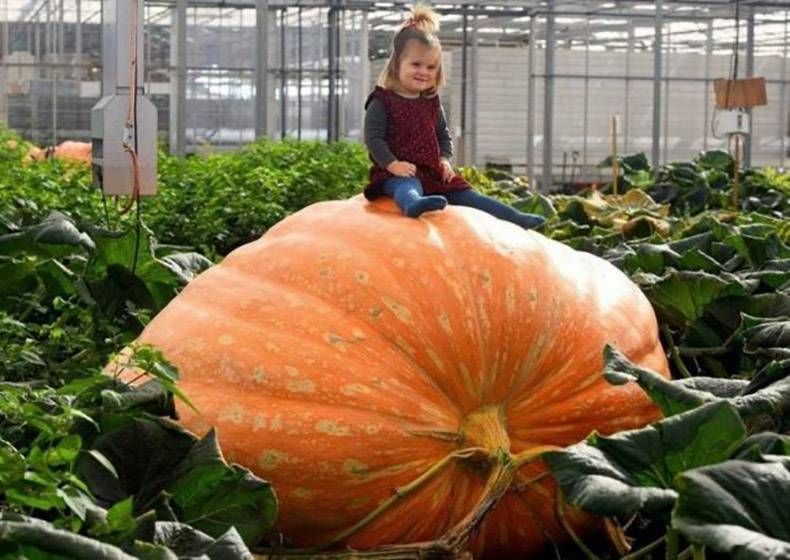 Gewoon een verzameling hilarische foto's #1369