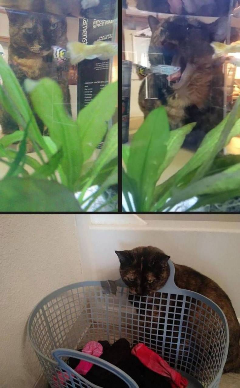 Gewoon een verzameling hilarische foto's #1338