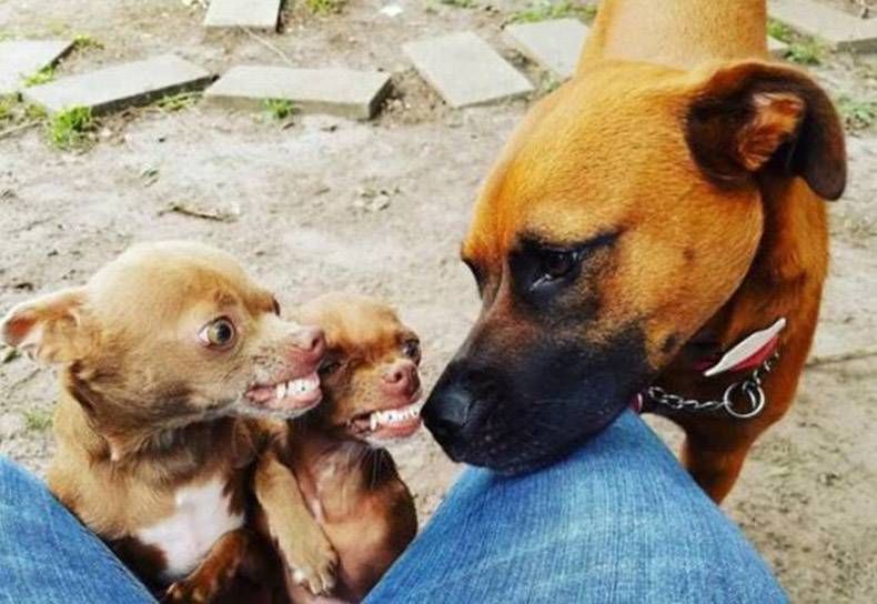 Gewoon een verzameling hilarische foto's #825