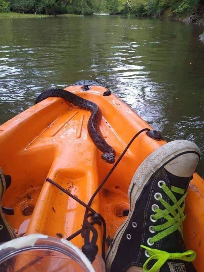 Gewoon een verzameling hilarische foto's #1338
