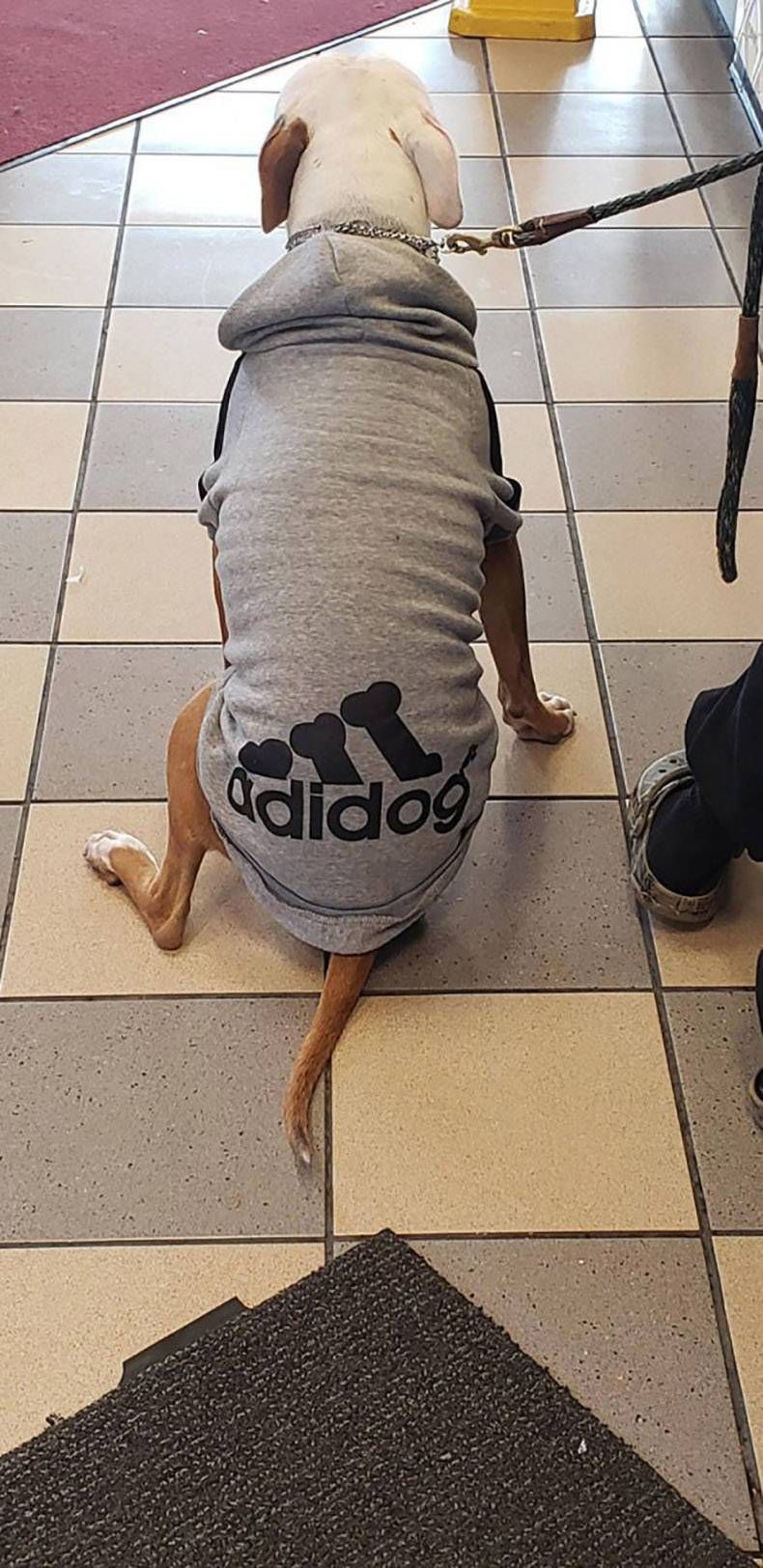 Gewoon een verzameling hilarische foto's #1192
