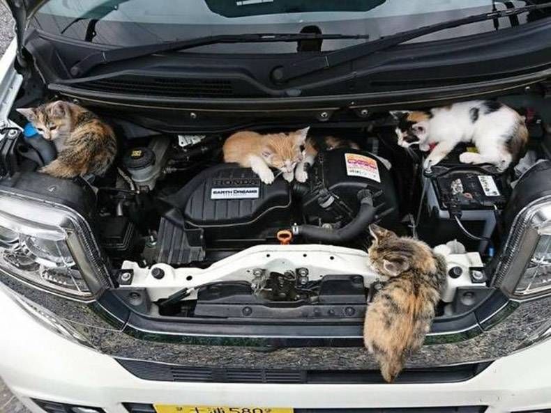 Gewoon een verzameling hilarische foto's #855