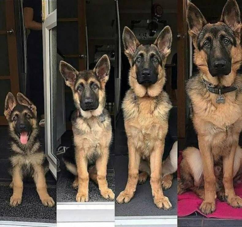 Gewoon een verzameling hilarische foto's #1246