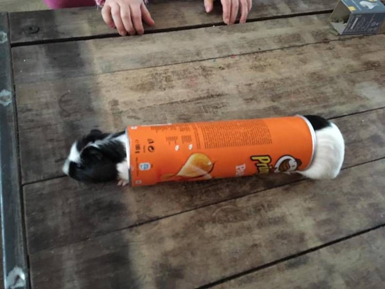 Gewoon een verzameling hilarische foto's #748