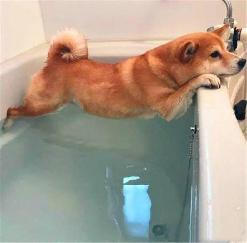 Gewoon een verzameling hilarische foto's #1254