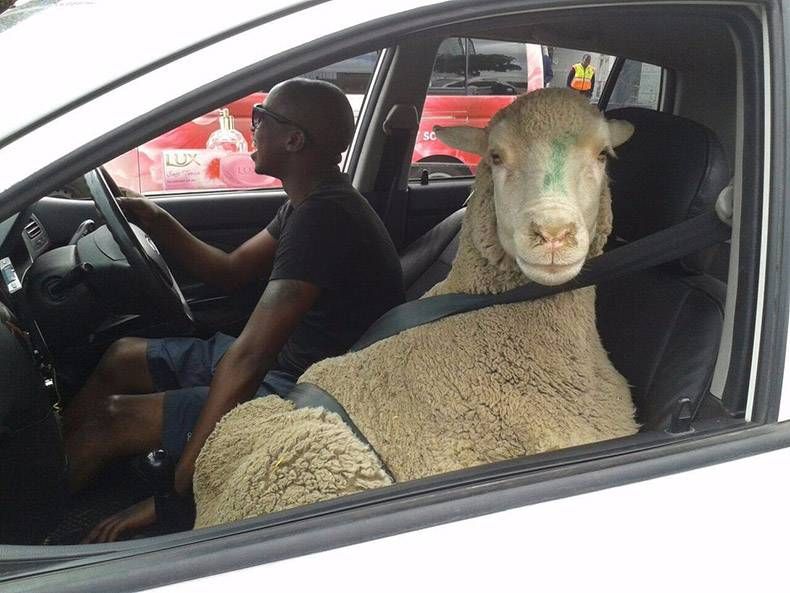 Gewoon een verzameling hilarische foto's #1149