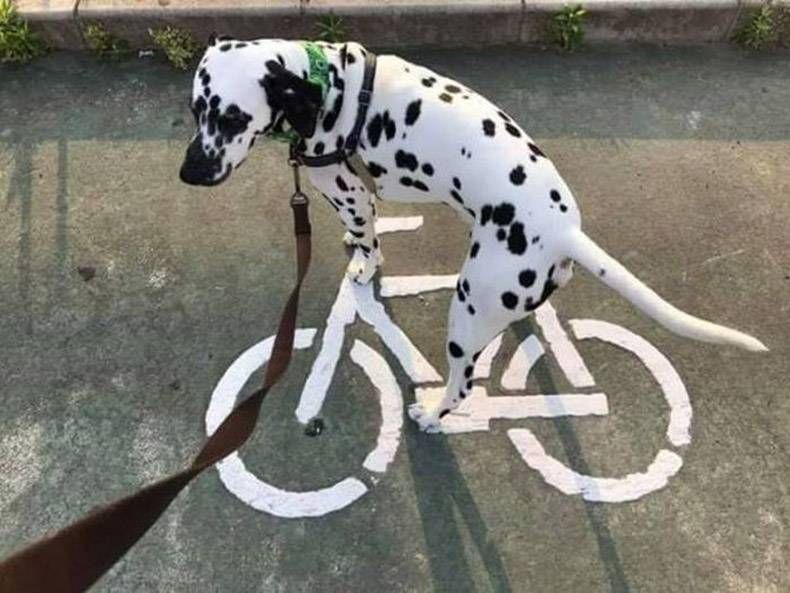 Gewoon een verzameling hilarische foto's #982