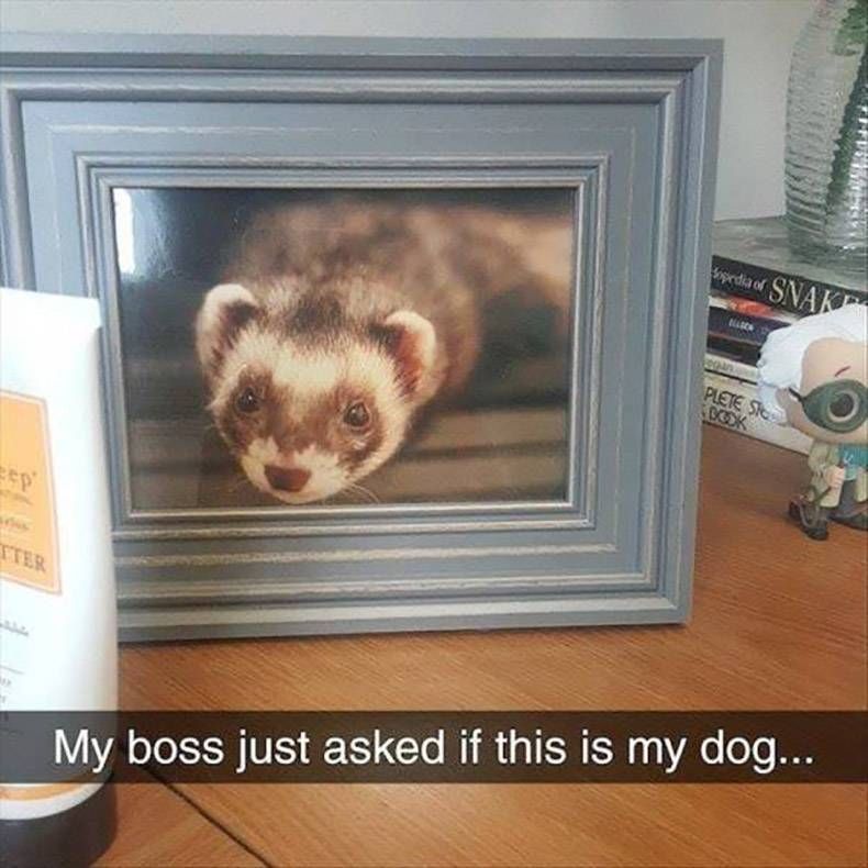 Gewoon een verzameling hilarische foto's #1142