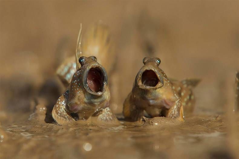 Gewoon een verzameling hilarische foto's #905