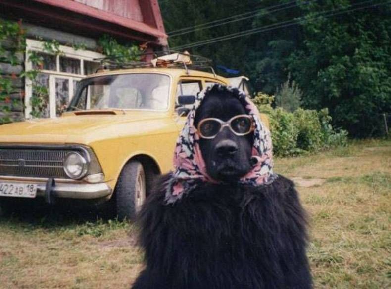 Gewoon een verzameling hilarische foto's #855