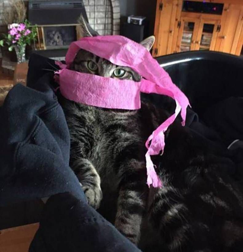 Gewoon een verzameling hilarische foto's #834