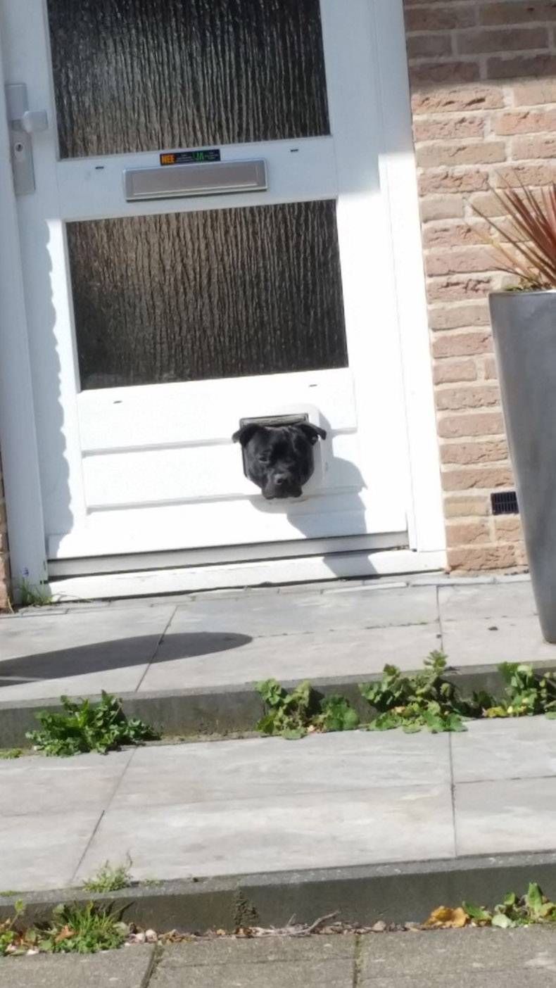Gewoon een verzameling hilarische foto's #808