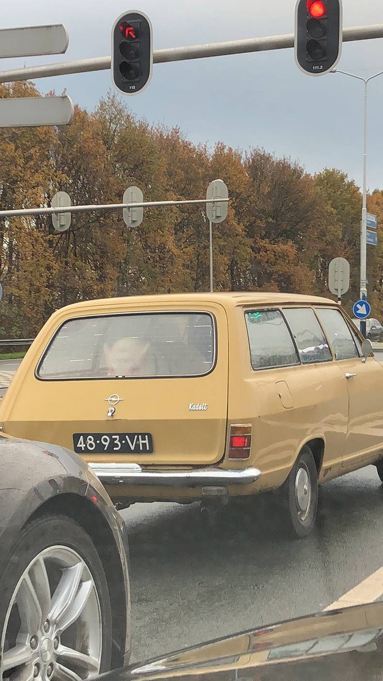 Gewoon een verzameling hilarische foto’s #897