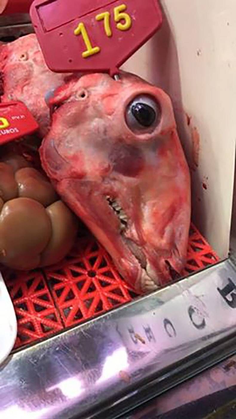 Gewoon een verzameling hilarische foto's #810