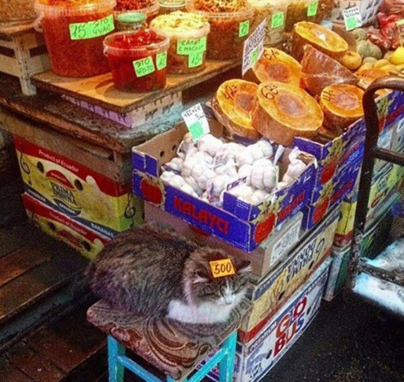 Gewoon een verzameling hilarische foto's #760