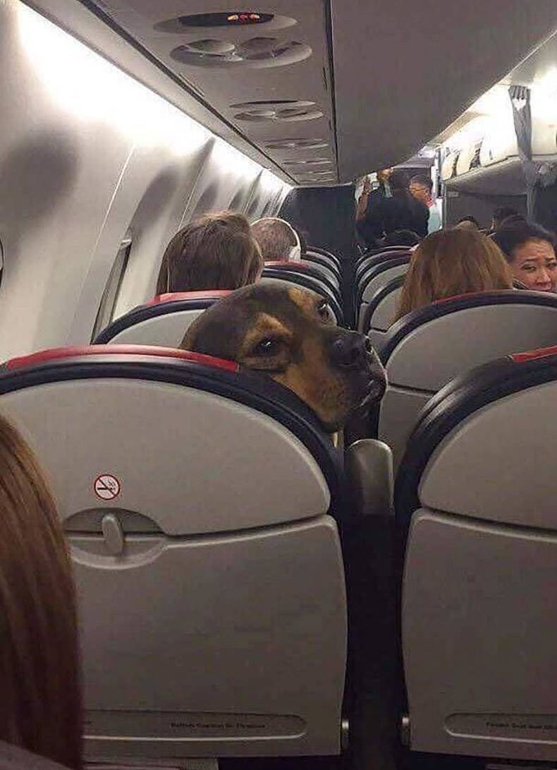 Gewoon een verzameling hilarische foto's #1180