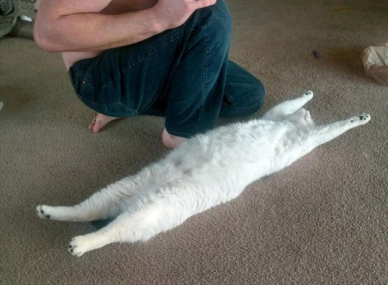Gewoon een verzameling hilarische foto's #1116