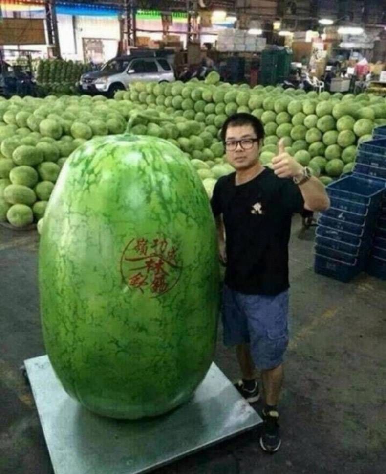 Gewoon een verzameling hilarische foto's #993
