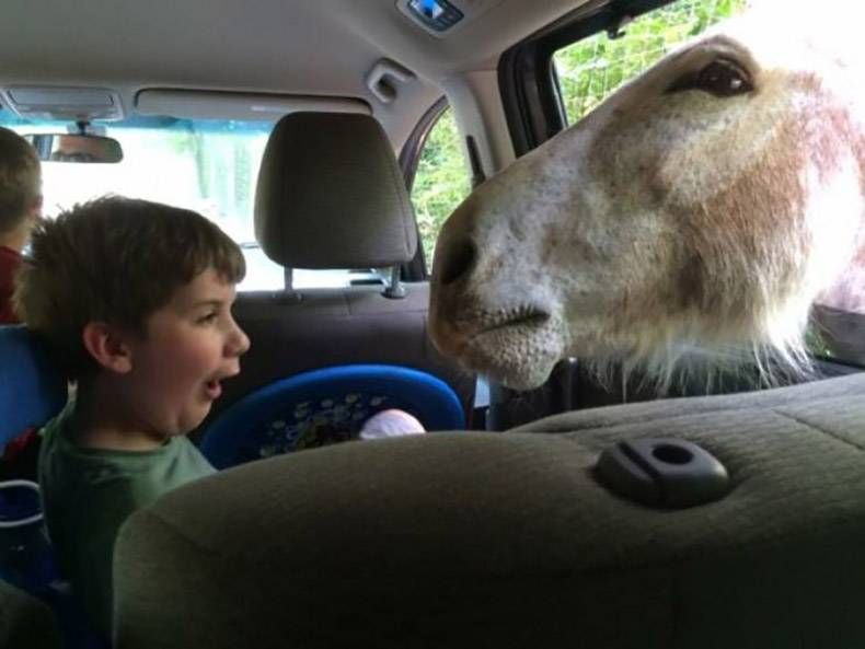 Gewoon een verzameling hilarische foto's #1238