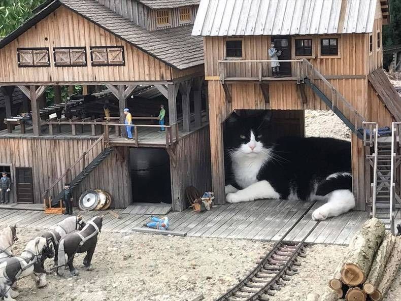 Gewoon een verzameling hilarische foto's #817