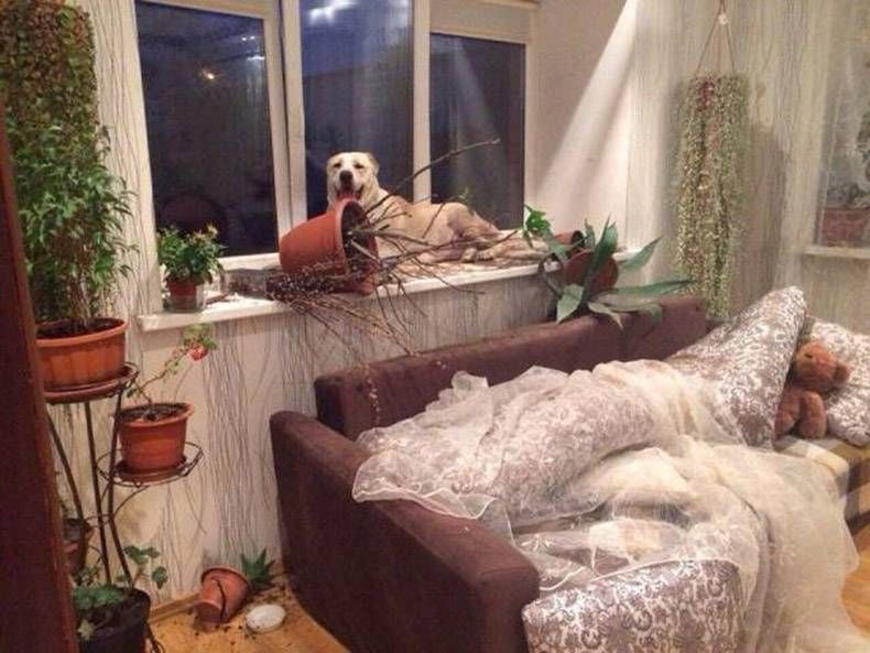 Gewoon een verzameling hilarische foto's #968