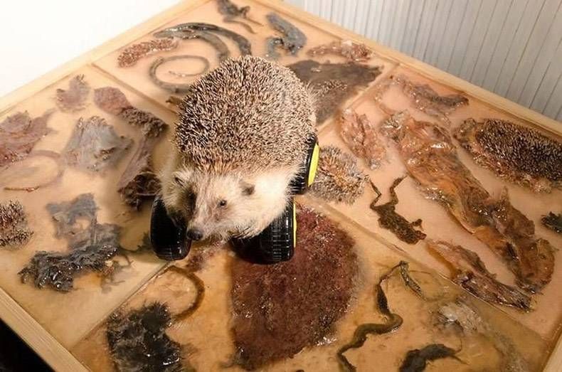 Gewoon een verzameling hilarische foto's #879