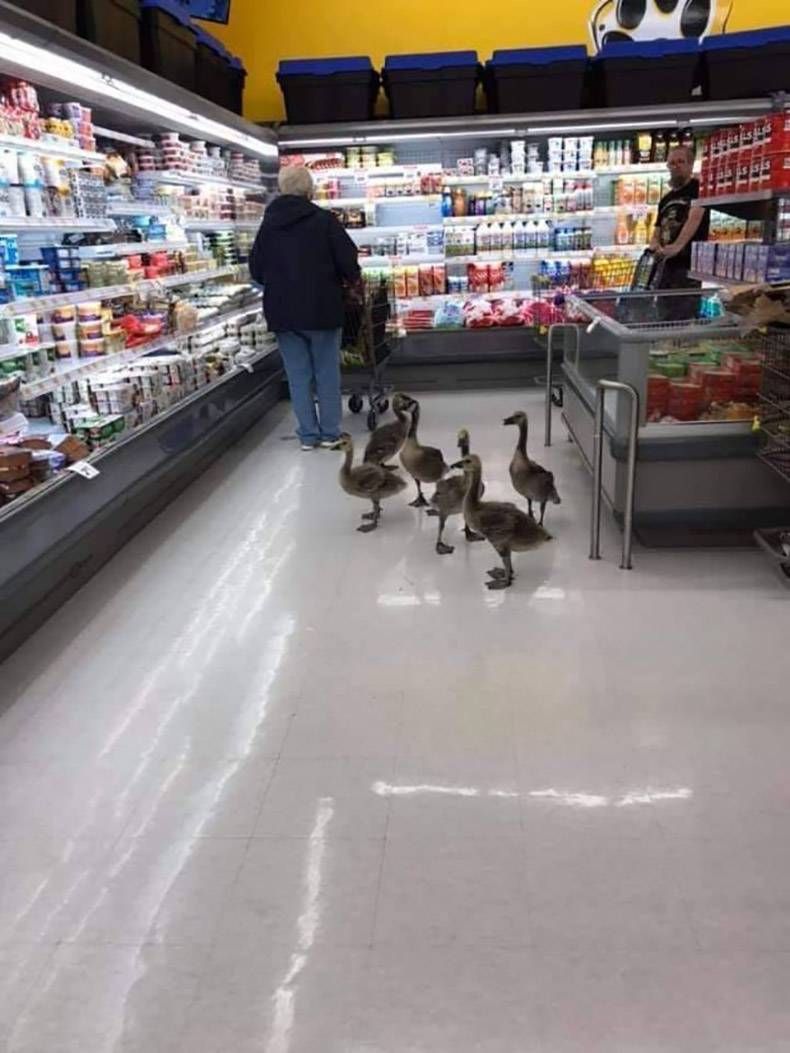 Gewoon een verzameling hilarische foto's #1293