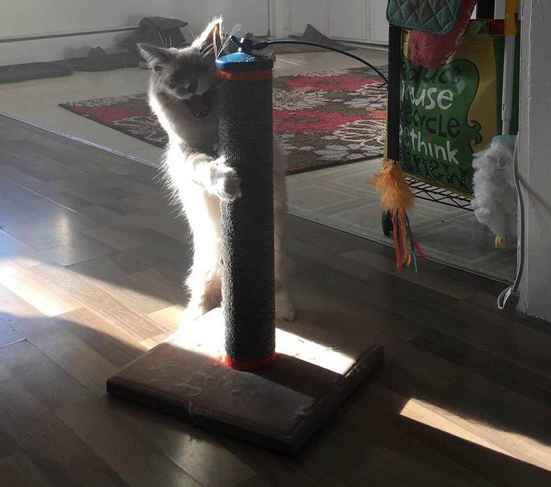 Gewoon een verzameling hilarische foto's #1071