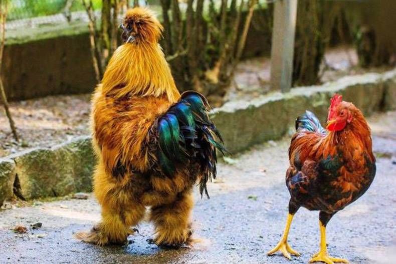 Gewoon een verzameling hilarische foto's #904