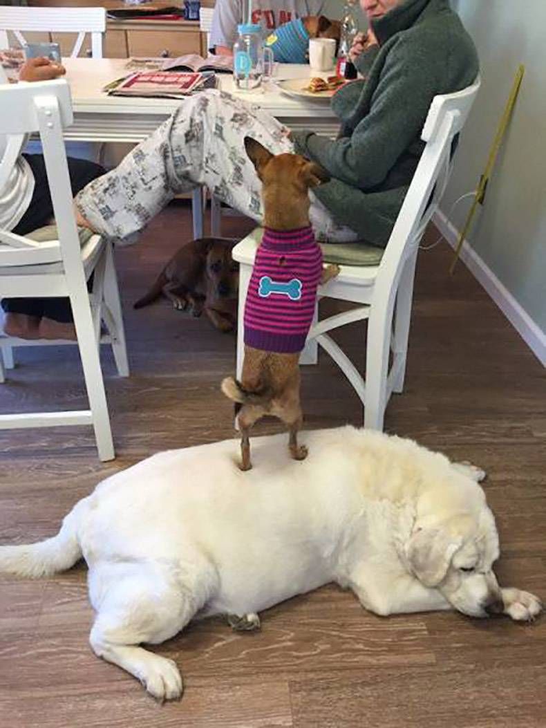Gewoon een verzameling hilarische foto's #857
