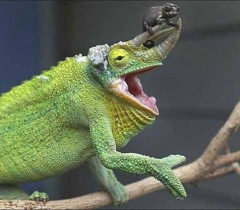 Gewoon een verzameling hilarische foto’s #809