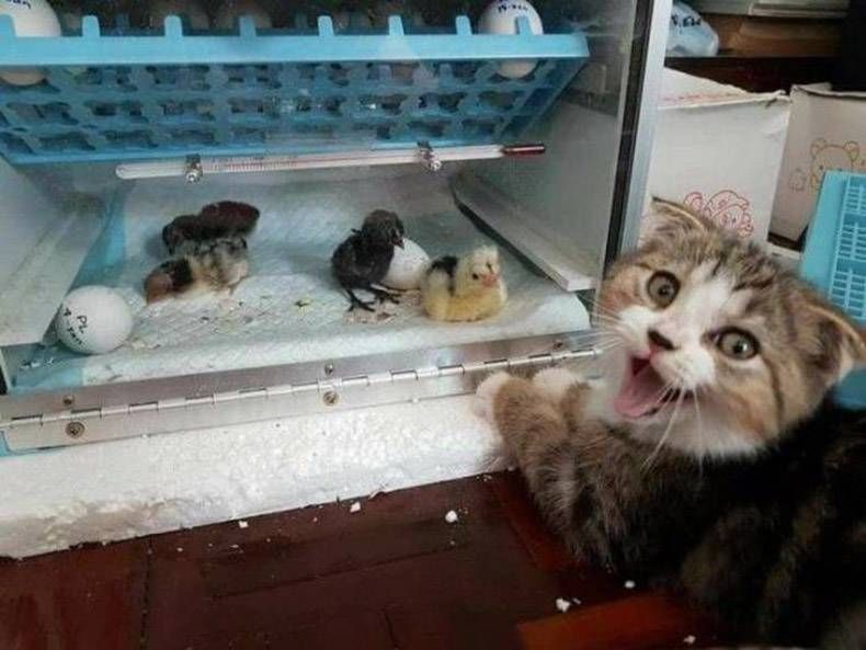 Gewoon een verzameling hilarische foto's #770