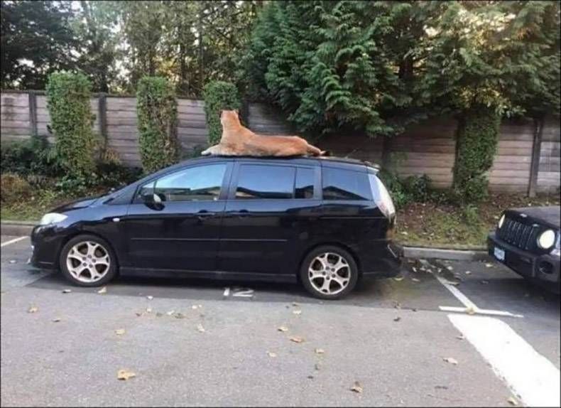 Gewoon een verzameling hilarische foto's #1361