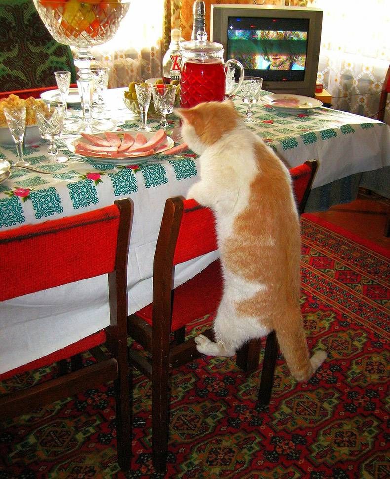 Gewoon een verzameling hilarische foto's #1131